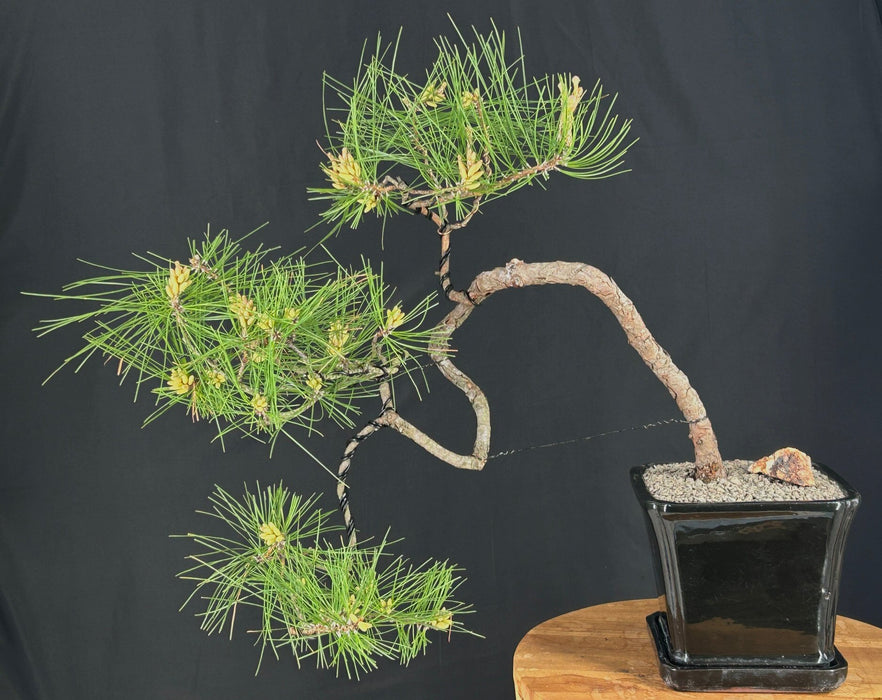 Cascading Pitch Pine Bonsai Tree-(Pinus rigida)