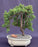 Weeping Juniper Bonsai Tree-(juniper procumbens nana)