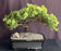 Juniper Bonsai Tree - Trained -(juniper procumbens nana)