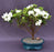 Flowering White Azalea Bonsai Tree-(Azalea x 'Delaware Valley White' )