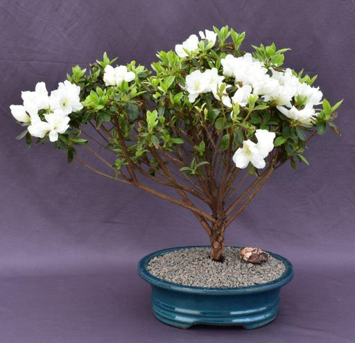 Flowering White Azalea Bonsai Tree-(Azalea x 'Delaware Valley White' )