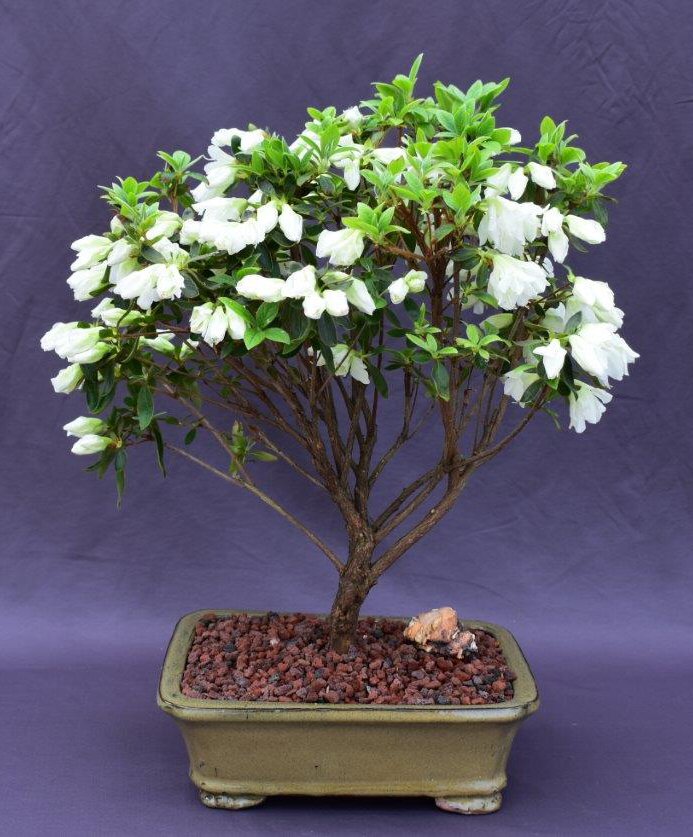 Flowering White Azalea Bonsai Tree-(Azalea x 'Delaware Valley White' )