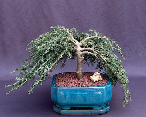 Dwarf Weeping Hemlock Bonsai Tree-(Tsuga canadensis 'coles prostmate')