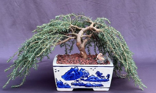 Dwarf Weeping Hemlock Bonsai Tree-(Tsuga canadensis 'coles prostmate')
