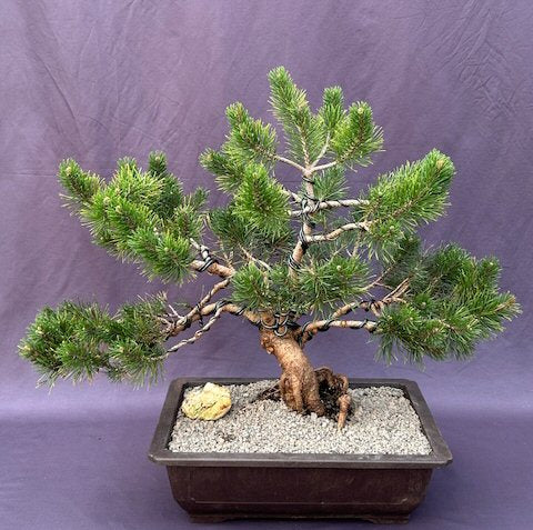Dwarf Mugo Pine Bonsai Tree-(Pinus mugo 'pumilio')