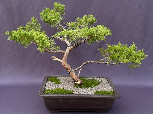 Golden Chinese Juniper Bonsai Tree-Trained in Jin Style-(Juniperus × pfitzeriana 'Old Gold')