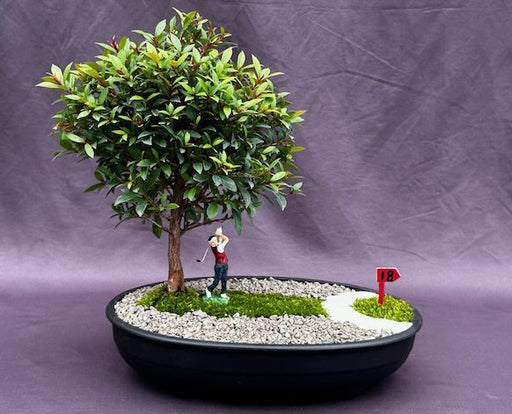 Flowering Brush Cherry Bonsai Tree-Miniature Golf Course Scene-(eugenia myrtifolia)