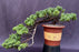 Juniper Bonsai Tree - Cascade Style-(juniper procumbens nana)