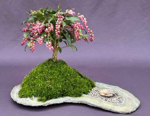 Flowering Mountain Fire Japanese Andromeda Bonsai Tree-Planted on Rock Slab-(Pieris japonica 'Mountain Fire')
