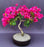Flowering Bougainvillea Bonsai Tree-(Pink Pixie)