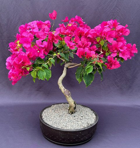 Flowering Bougainvillea Bonsai Tree-(Pink Pixie)