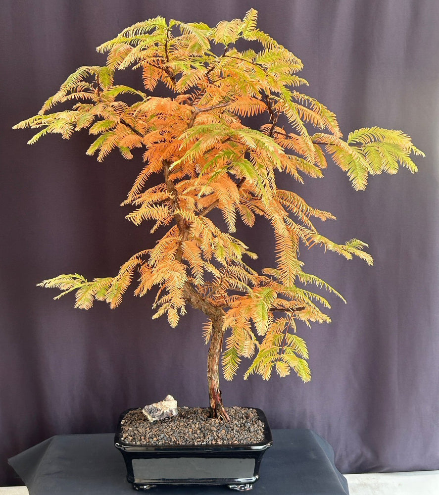 Trained Redwood Bonsai Tree-(metasequoia glyptostroboides)