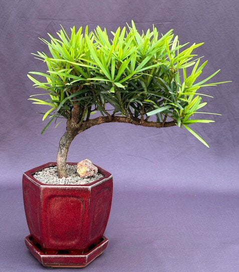 Trained Flowering Podocarpus Bonsai Tree -(podocarpus macrophyllus)