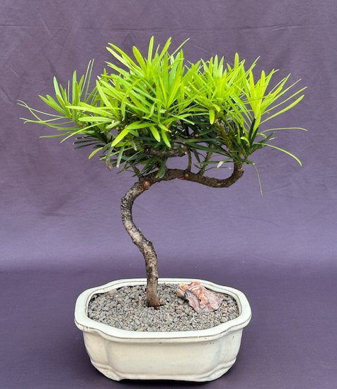 Trained Flowering Podocarpus Bonsai Tree -(podocarpus macrophyllus)