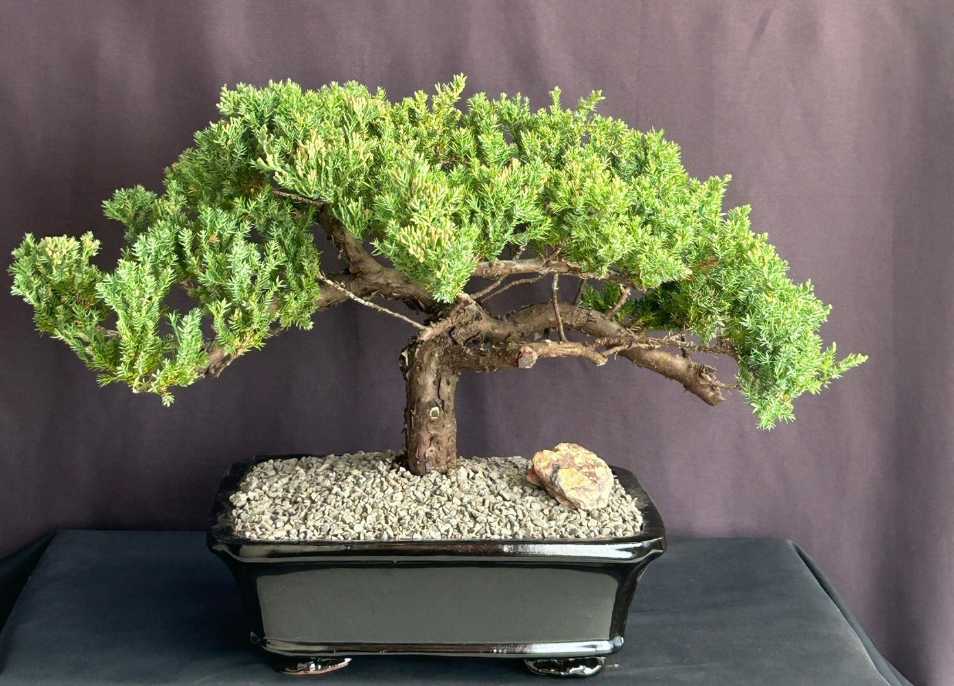 Juniper Bonsai Tree - Trained-(juniper procumbens nana)