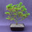 Japanese Green Maple Bonsai Tree -(acer palmatum 'Mikawa Yatsubusa')