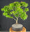 Mikawa Yatsubusa Japanese Maple Bonsai Tree -(acer palmatum 'Mikawa Yatsubusa')
