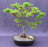 Japanese Green Maple Bonsai Tree -(acer palmatum 'Mikawa Yatsubusa')