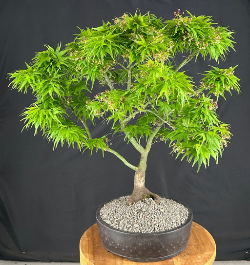 Mikawa Yatsubusa Japanese Maple Bonsai Tree -(acer palmatum 'Mikawa Yatsubusa')