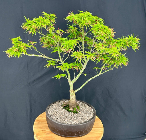 Japanese Green Maple Bonsai Tree -(acer palmatum 'Mikawa Yatsubusa')