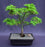 Japanese Green Maple Bonsai Tree -(acer palmatum 'Mikawa Yatsubusa')