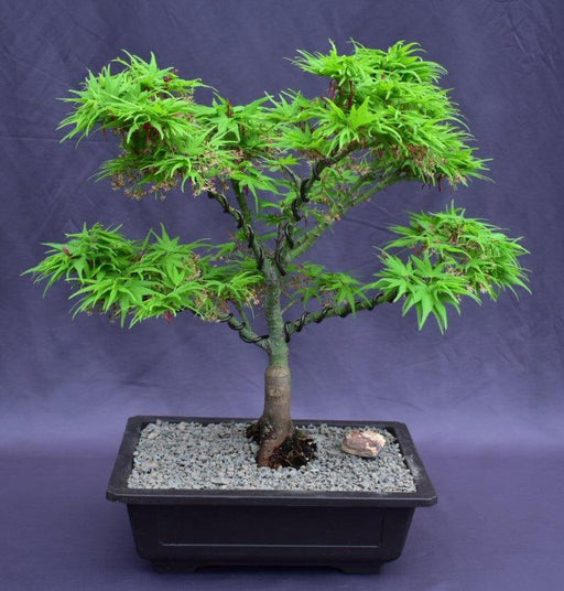 Japanese Green Maple Bonsai Tree -(acer palmatum 'Mikawa Yatsubusa')