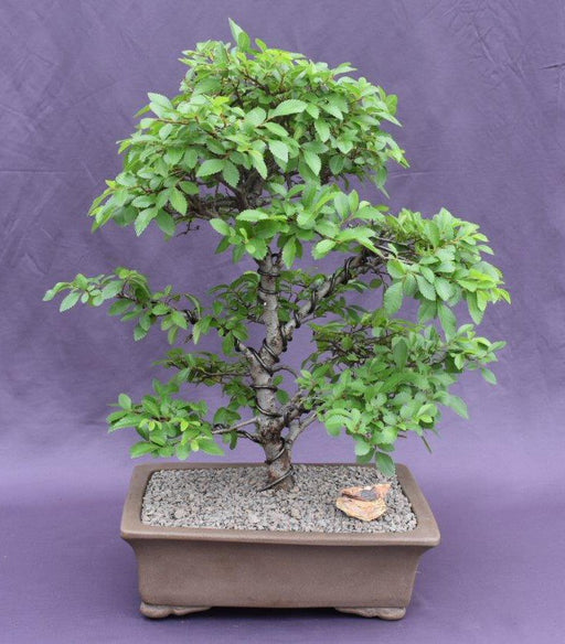 Trained Chinese Elm Bonsai Tree-(ulmus parvifolia)