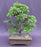 Trained Chinese Elm Bonsai Tree-(ulmus parvifolia)