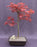 Japanese Red Maple Bonsai Tree - (Acer Palmautm ‘Shin-Deshojo’)