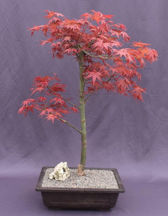 Japanese Red Maple Bonsai Tree - (Acer Palmautm ‘Shin-Deshojo’)