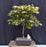 Japanese Red Maple Bonsai Tree - (Acer Palmautm ‘Shin-Deshojo’)