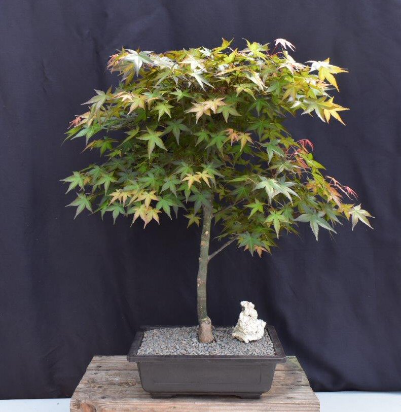 Japanese Red Maple Bonsai Tree - (Acer Palmautm ‘Shin-Deshojo’)