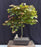 Japanese Red Maple Bonsai Tree - (Acer Palmautm ‘Shin-Deshojo’)