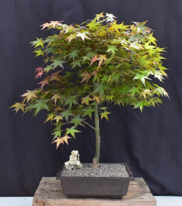 Japanese Red Maple Bonsai Tree - (Acer Palmautm ‘Shin-Deshojo’)