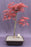 Japanese Red Maple Bonsai Tree - (Acer Palmautm ‘Shin-Deshojo’)