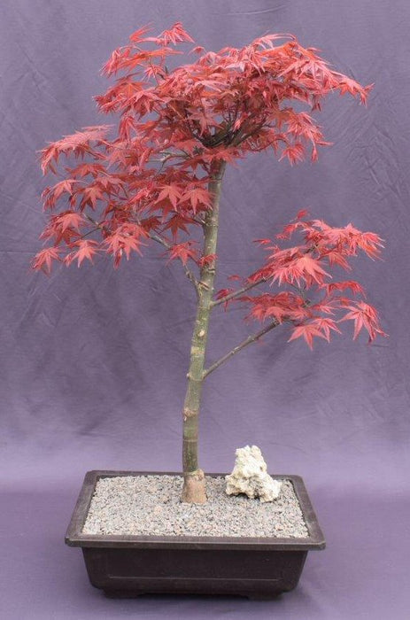 Japanese Red Maple Bonsai Tree - (Acer Palmautm ‘Shin-Deshojo’)