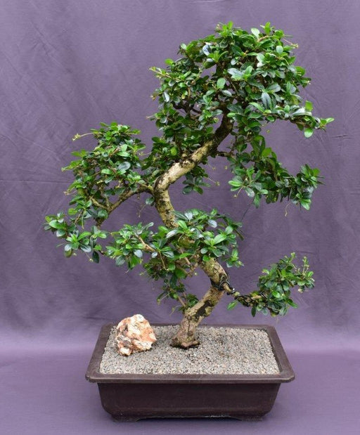 Flowering Fukien Tea Bonsai Tree-Curved Trunk & Tiered Branching-(ehretia microphylla)