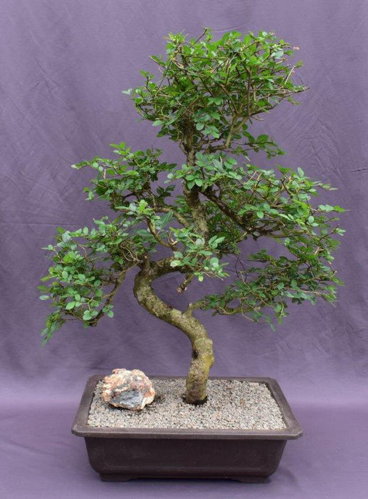 Chinese Elm Bonsai Tree -Curved Trunk Style-(ulmus parvifolia)