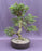 Chinese Elm Bonsai Tree -Curved Trunk Style-(ulmus parvifolia)