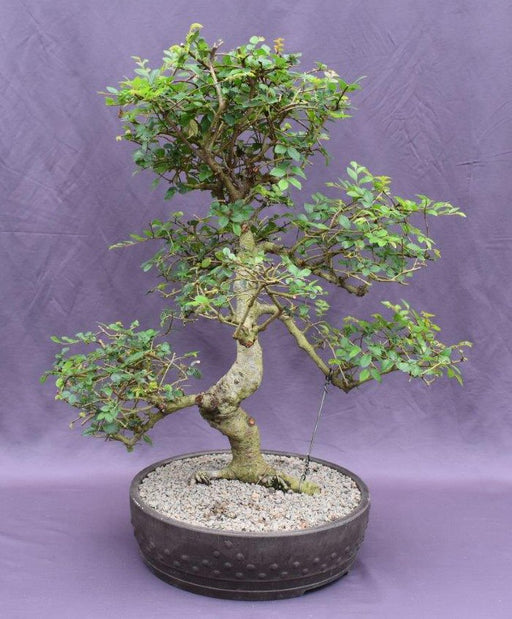 Chinese Elm Bonsai Tree -Curved Trunk Style-(ulmus parvifolia)
