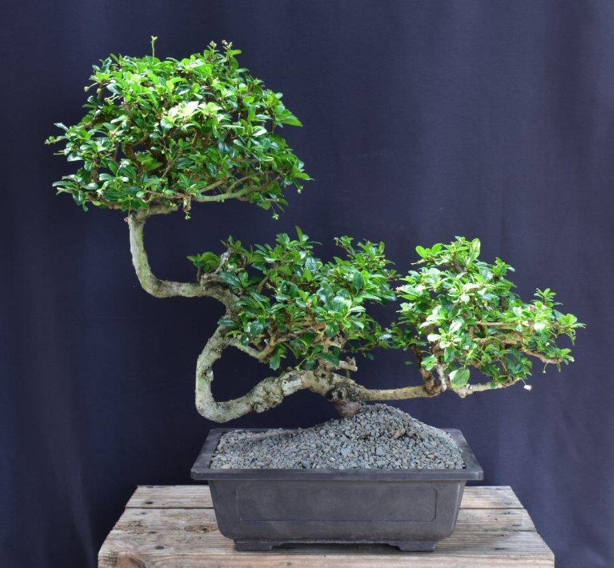 Flowering Fukien Tea Bonsai Tree-Semi Cascade Style-(ehretia microphylla)