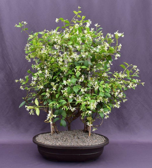 Trained Flowering White Jasmine Bonsai Tree-(trachelospermum jasminoides)