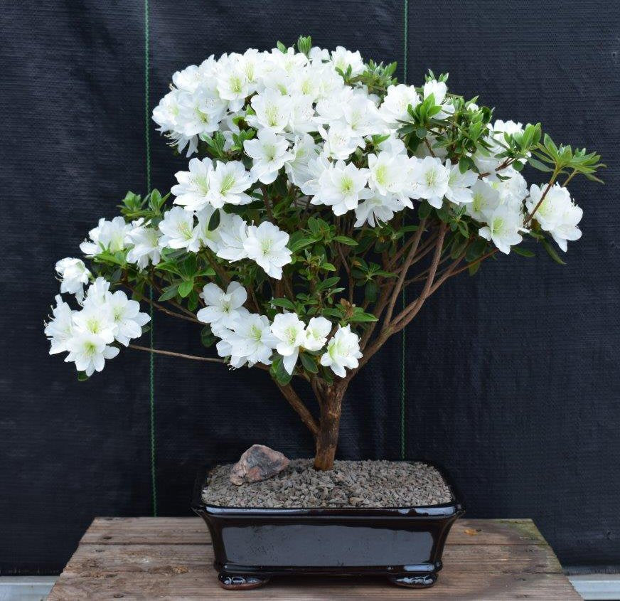 Flowering White Azalea Bonsai Tree-(Azalea x 'Delaware Valley White' )