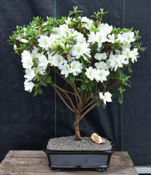 Flowering White Azalea Bonsai Tree -(Azalea 'Delaware Valley White' )