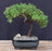 Juniper Bonsai Tree - Trained -(juniper procumbens nana)