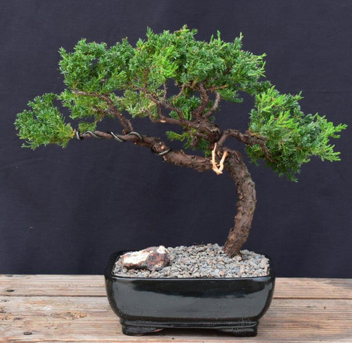 Juniper Bonsai Tree - Trained in Jin Style-(juniper procumbens nana)