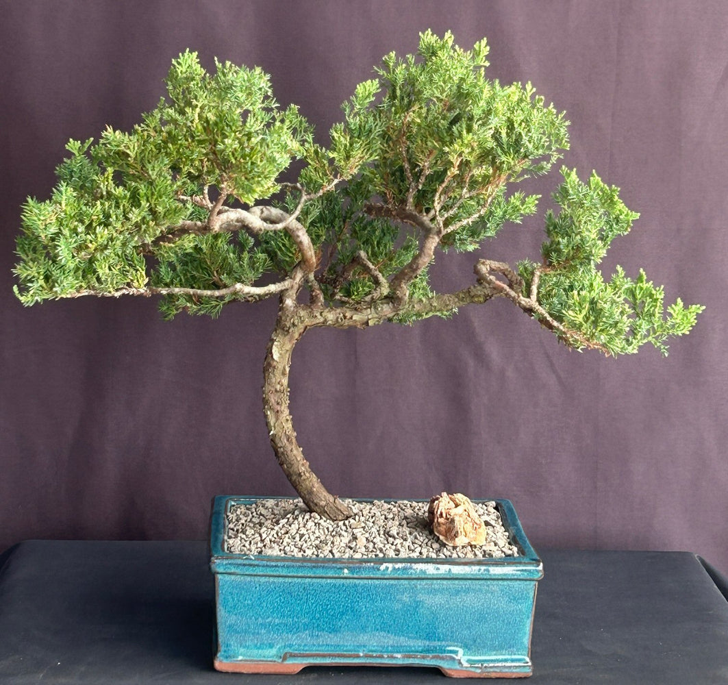 Juniper Bonsai Tree - Trained -(juniper procumbens nana)