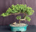 Juniper Bonsai Tree - Trained -(juniper procumbens nana)