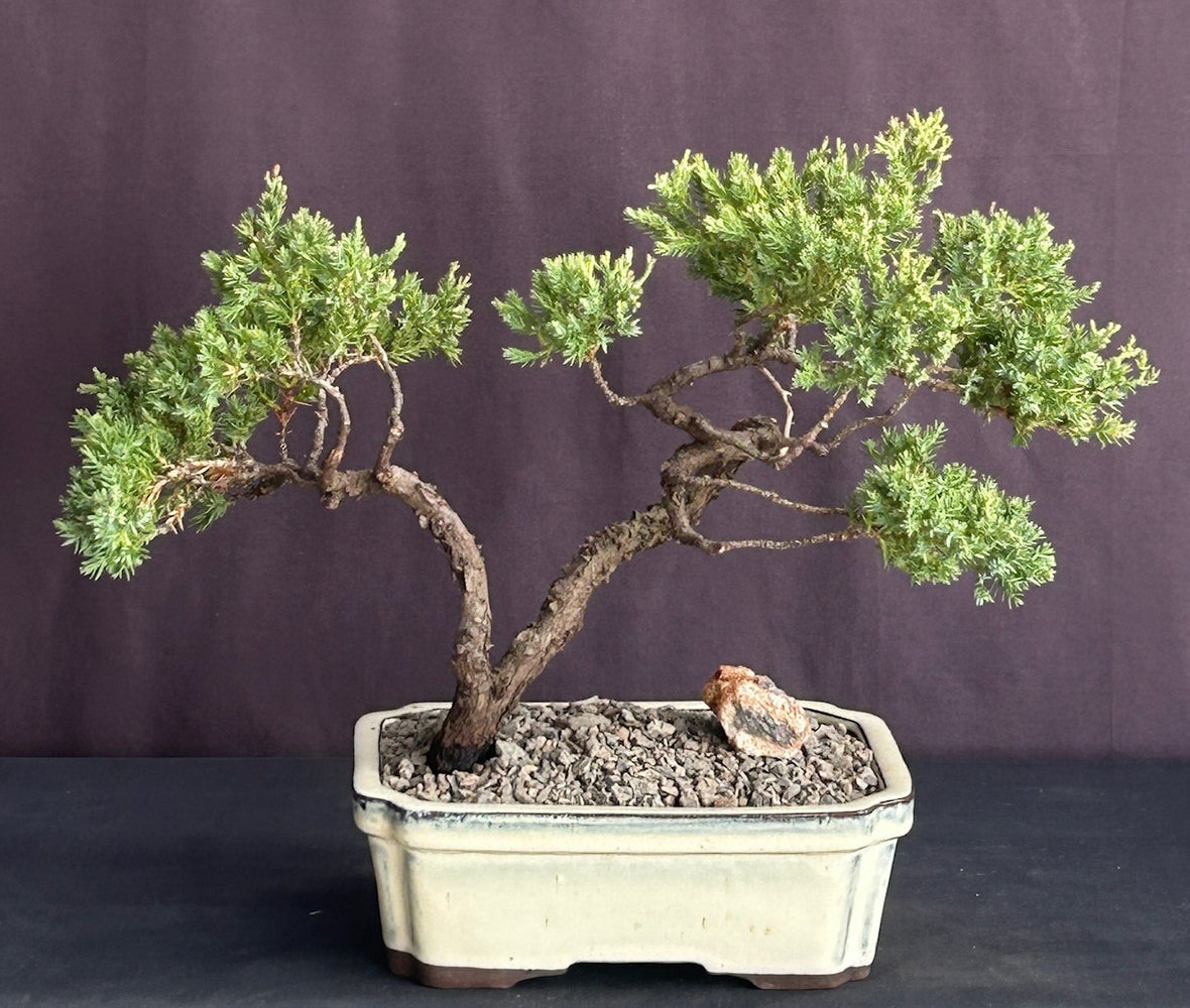 Juniper Bonsai Tree - Trained -(juniper procumbens nana)