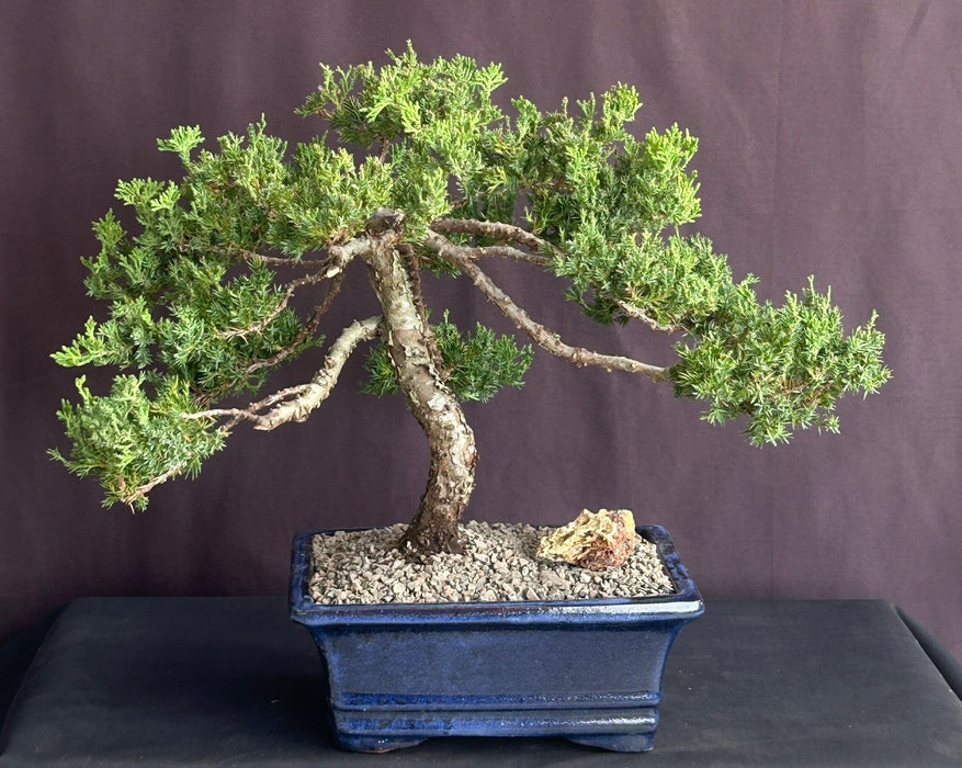 Juniper Bonsai Tree - Trained -(juniper procumbens nana)